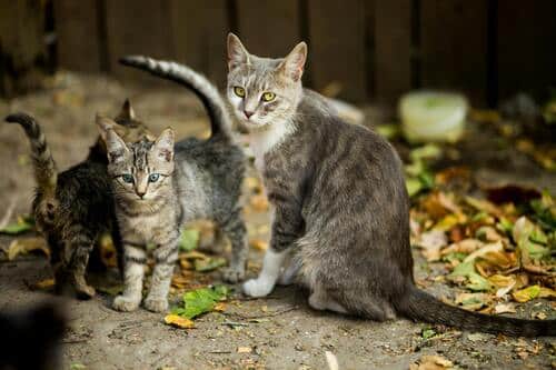 ¿Por que los gatos cachorros ronronean?