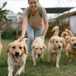 Actividades al aire libre con perros