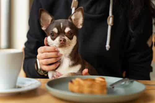 Comidas a evitar para caninos