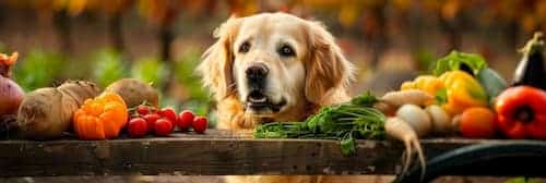 Alimentos recomendados para perros