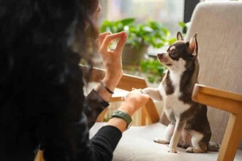 mujer educando a perro chihuahua