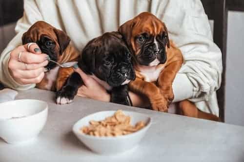 Componentes básicos de una dieta saludable para perros