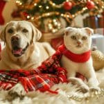 Cuidados mascotas en Navidad