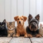 Diferencias entre perros y gatos