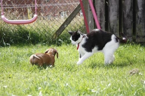 Gato y perro