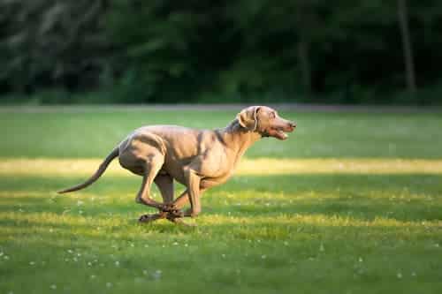 Energía y actividad física como beneficio de la carne para perros