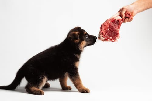 Incorporación de la carne en la dieta de un perro