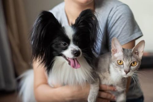 Interacción con humanos y mascotas 