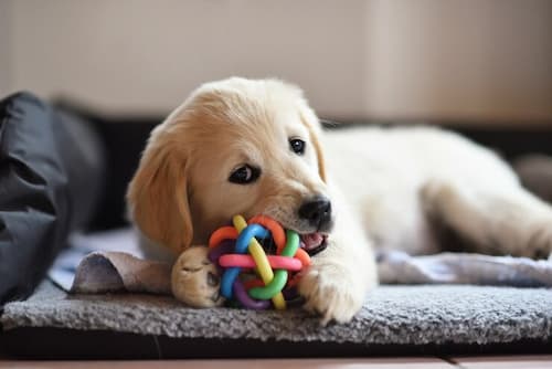 Juguetes y juegos para el cachorro