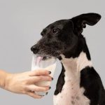 perro tomando leche en vaso