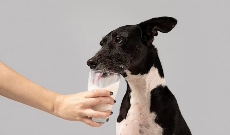 perro tomando leche en vaso