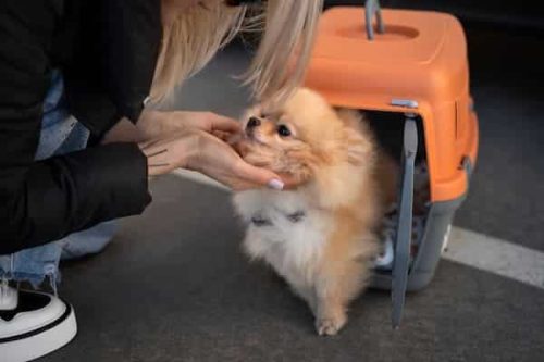 perrito pequeño en su transportadora 