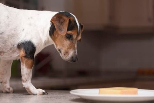 perro comiendo queso