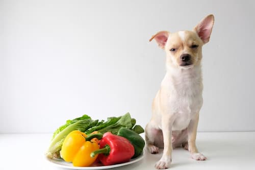 perro con verduras