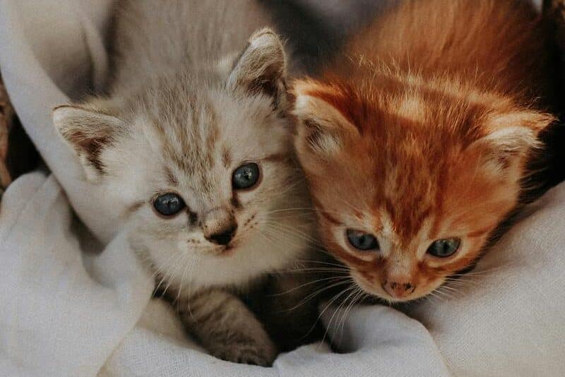 ¿Cuáles son las mejores croquetas para gatos bebé?