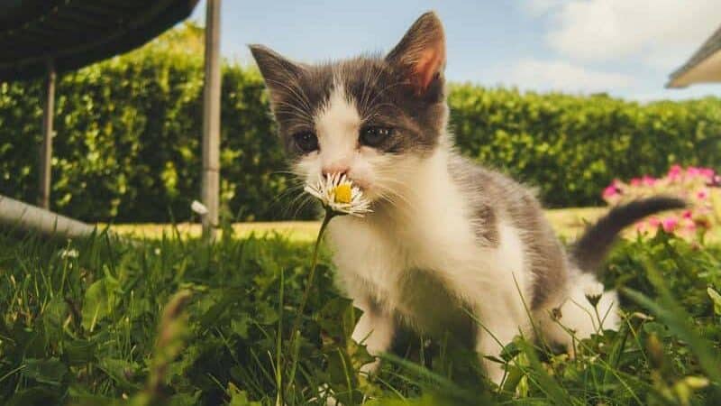 ¿por qué los gatos comen pasto?