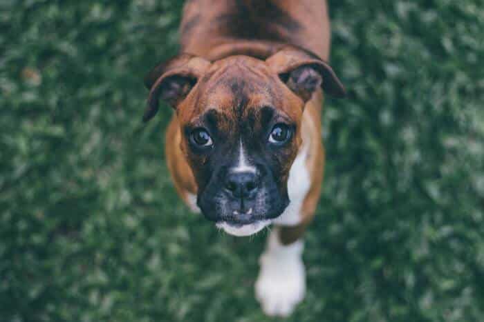 Perros Bóxer ¿Cuáles son las mejores croquetas?