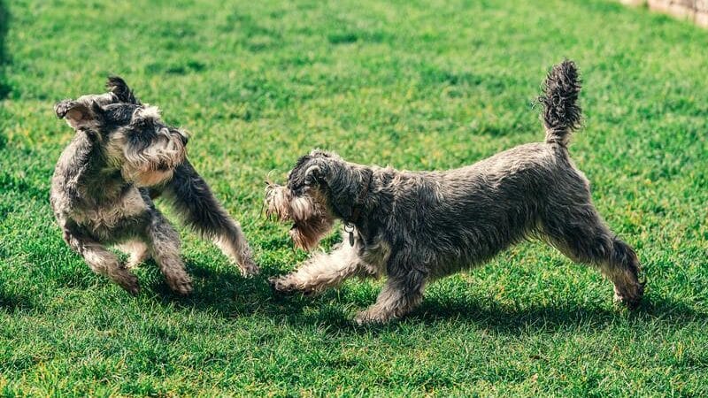 Mejores croquetas para perros de razas pequeñas