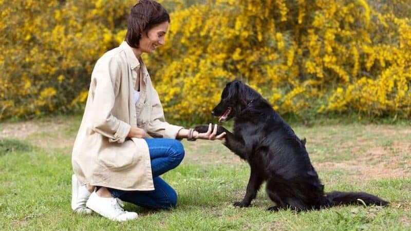 Adiestramiento básico para perros