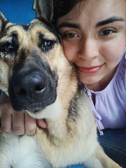 Perro pastor alemán con una persona