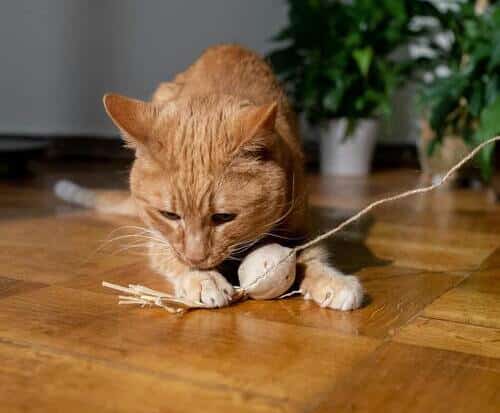 Felino jugando con sus juguetes, simulando la caza