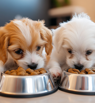 Dos perros comiendo croquetas nupec perros cachorros de su tazon. En una cocina de una casa moderna.