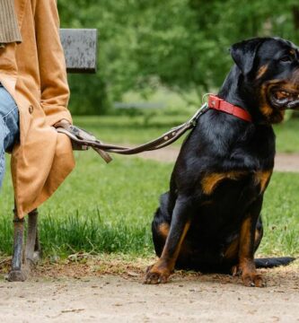 Perro de raza grande sentado y atado de una cuerda que esta tomando una persona sentada sobre un banco, en un parque.