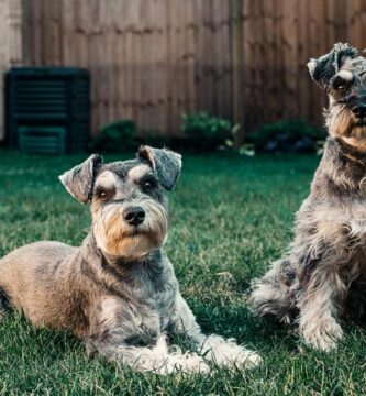 Dos perros de razas pequeñas en etapa senior, descansando sobre el césped de una casa.