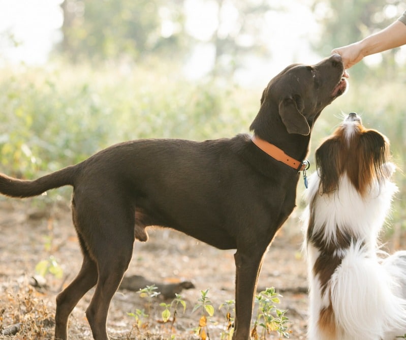 Los perros no pueden comer atún con mayonesa