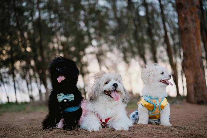 nombres para perros machos pequeños con su significado