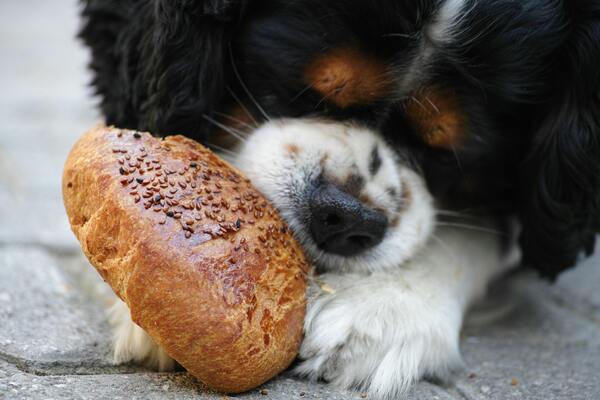 Nombres de perros machos grandes con su significado de comida