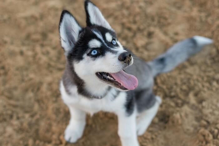 Nombres hermosos para perros Husky machos con su significado