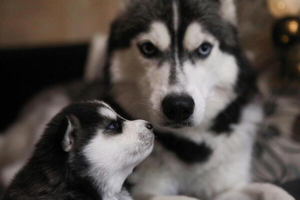 Nombres para perros machos husky de color blanco y negro