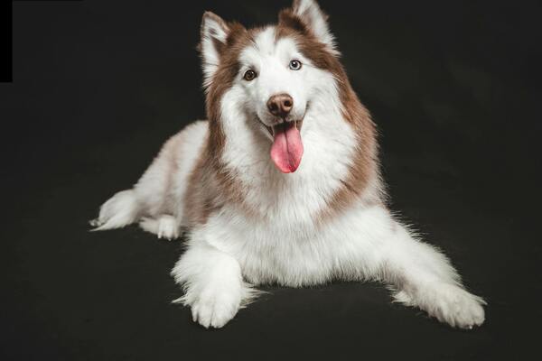 Canino Husky Siberiano de color rojo y blanco