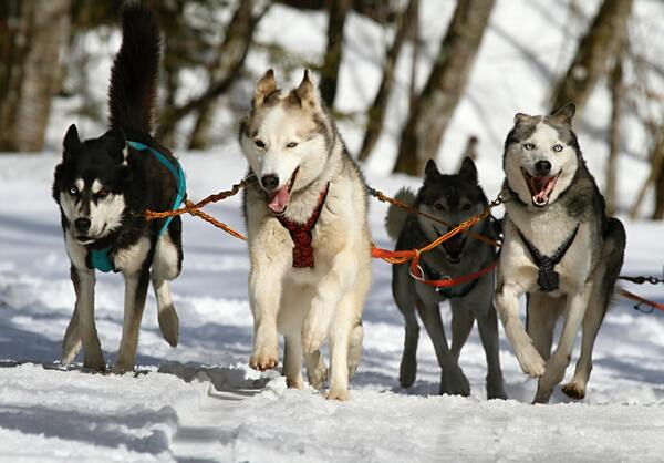 Nombres rusos para perros Husky siberianos machos con su significado