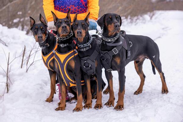 Caninos grandes y fuertes