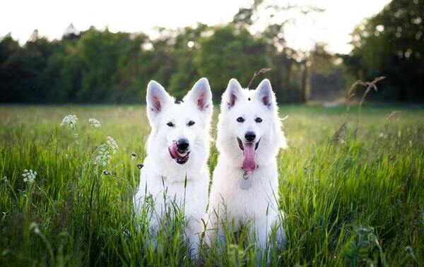 Nombres para perros machos grande con su significado inspirados en la naturaleza