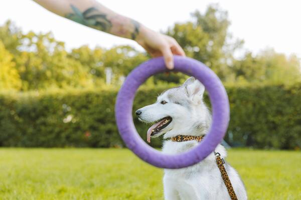 Peludos Siberianos con mucha energía