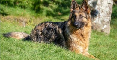 Perro de raza Pastor Alemán recostado en el césped en el exterior lo que parece ser un campo.