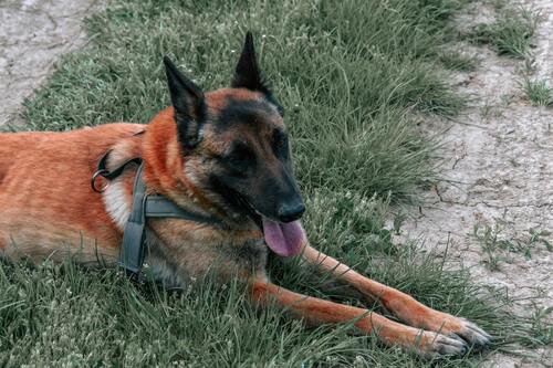 Caninos fuertes, inteligentes y agiles