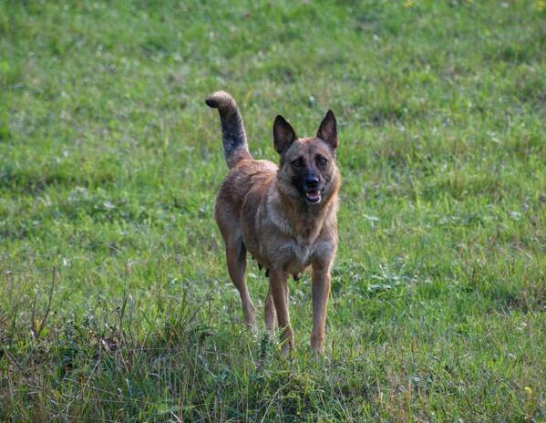 Perritas de raza pastor belga