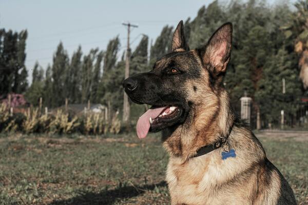 Nombres populares para perros pastor Alemán