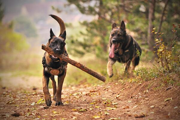 Perros amantes de la naturaleza 