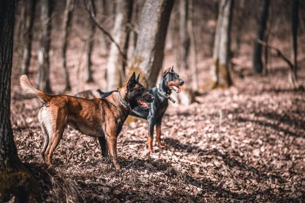 Nombres para perros Pastor belga fuertes 