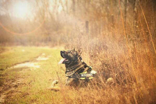 Razas de perros fuertes y poderosos