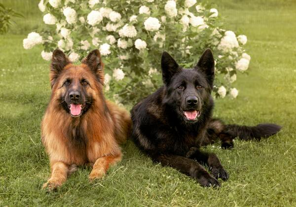 Nombres en Alemán para perros Pastor Alemán