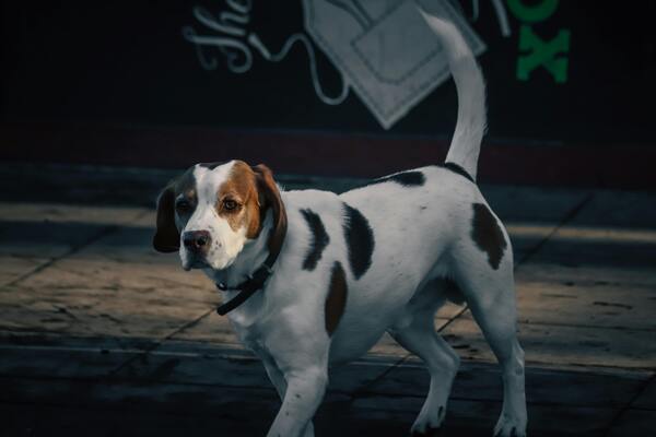 Lomitos con manchas en su pelaje