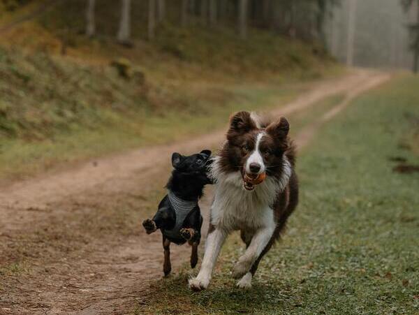 nombres para caninos con significado de naturaleza 