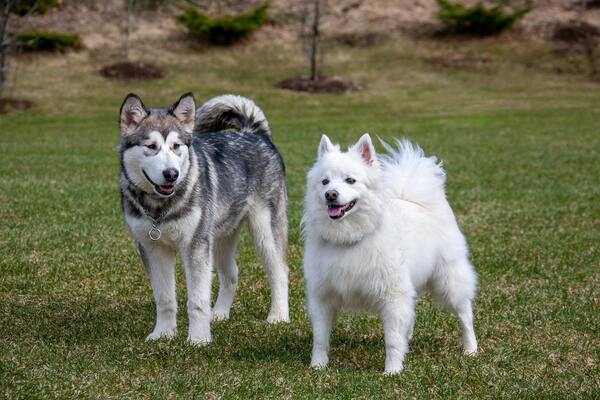 Nombres de dioses para perros con su significado 