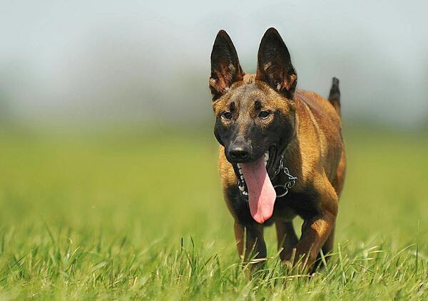 nombre para perros pastor belga macho